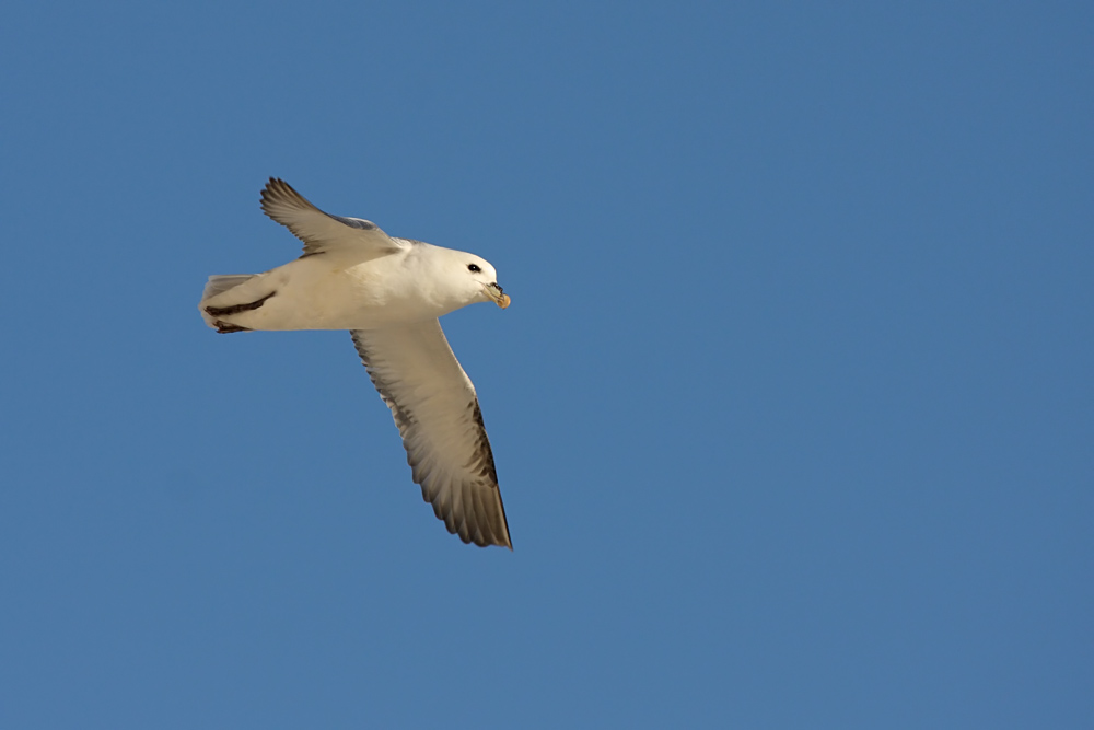 fulmar_1801090095.jpg