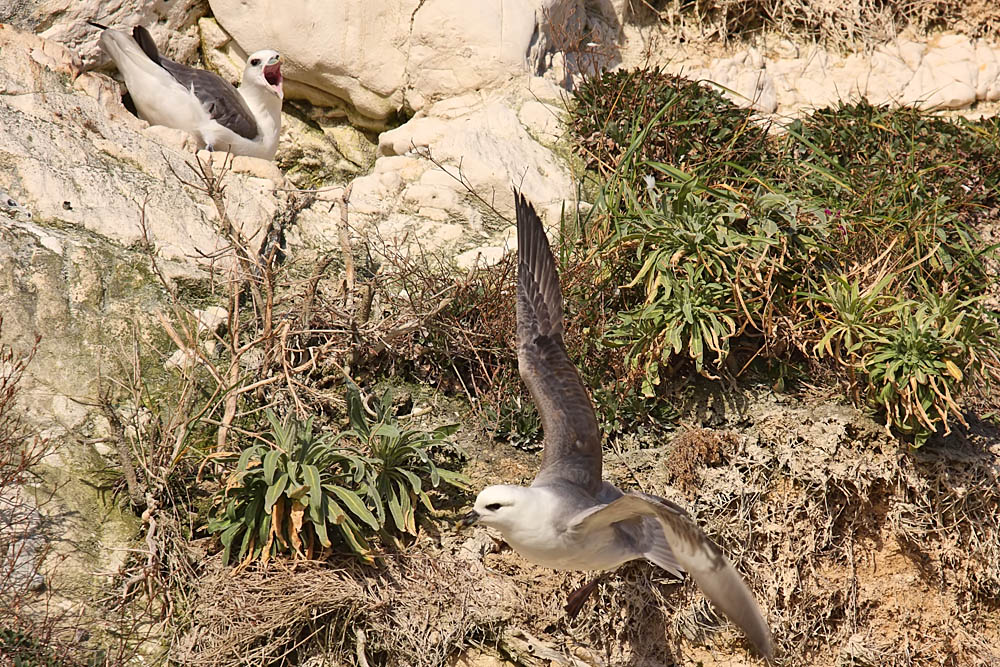 fulmar_1801090105.jpg