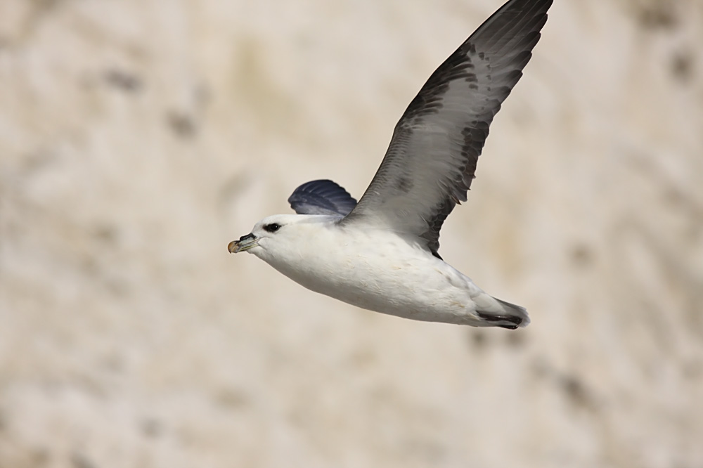 fulmar_2401090651.jpg