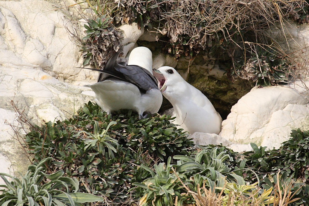fulmar_2401090704.jpg