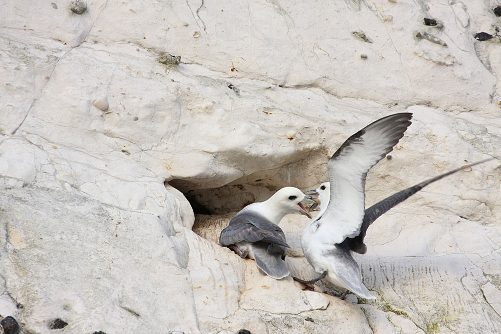 fulmar_2401090750.jpg