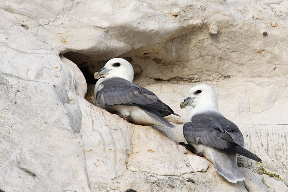 fulmar_2401090775.jpg