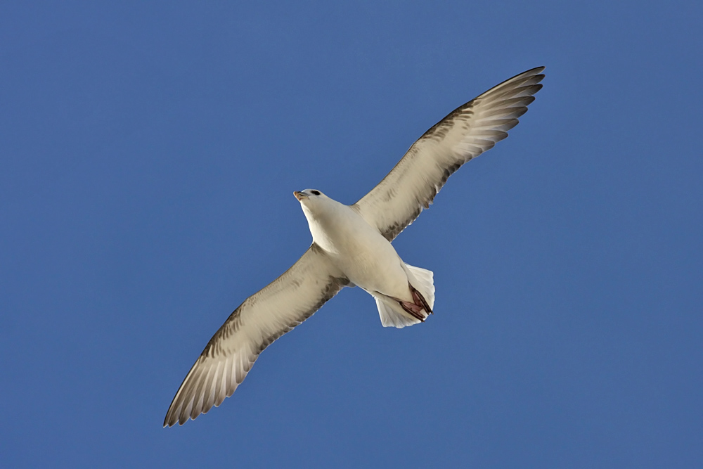 fulmar_2401090805.jpg