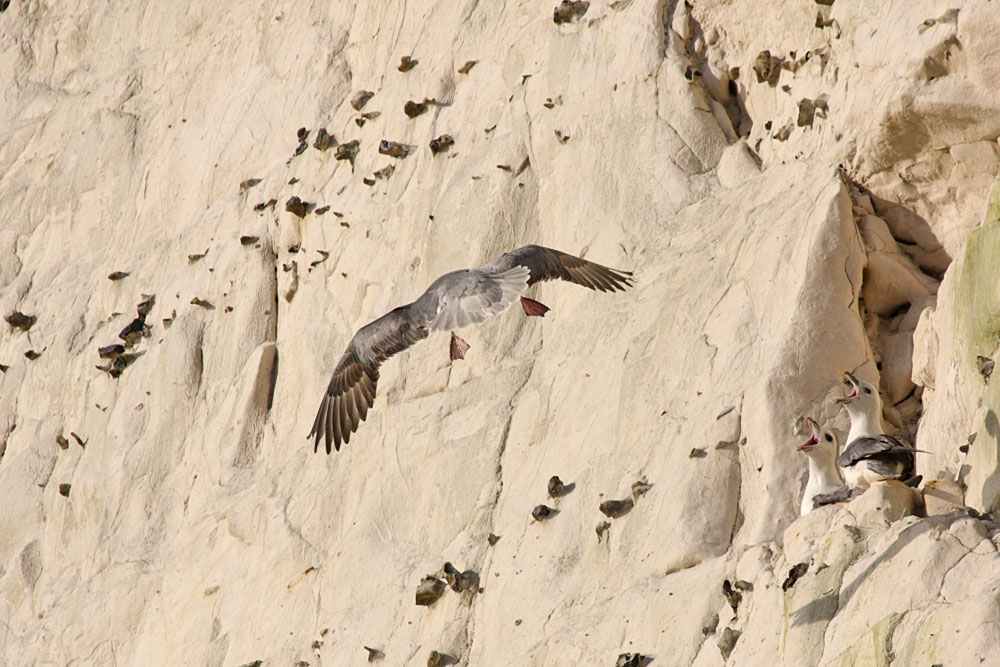 fulmar_2401090817.jpg