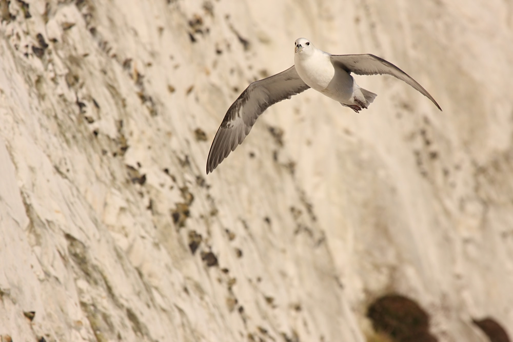fulmar_2401090822.jpg