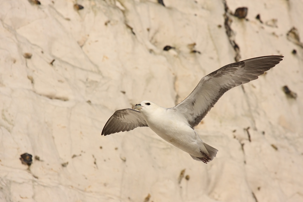 fulmar_2401090824.jpg