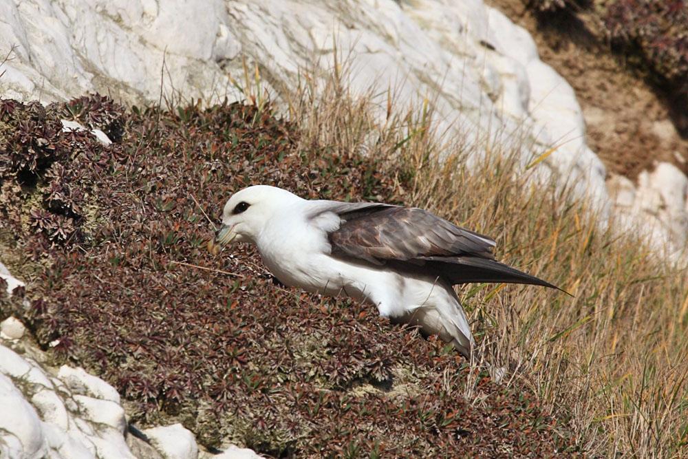fulmar_2401090896.jpg