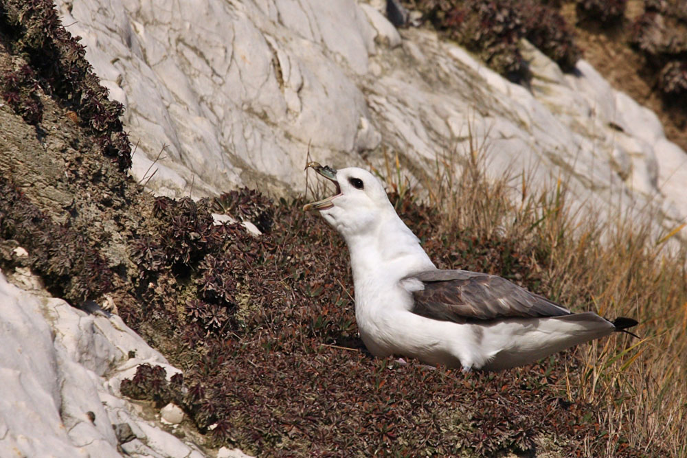 fulmar_2401090898.jpg
