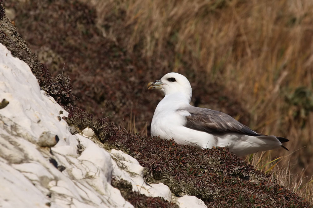 fulmar_2401090901.jpg