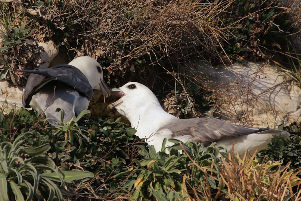 fulmar_2401090910.jpg