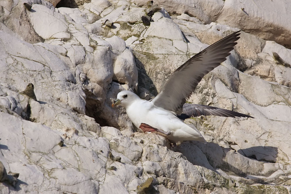 fulmar_2401090967.jpg