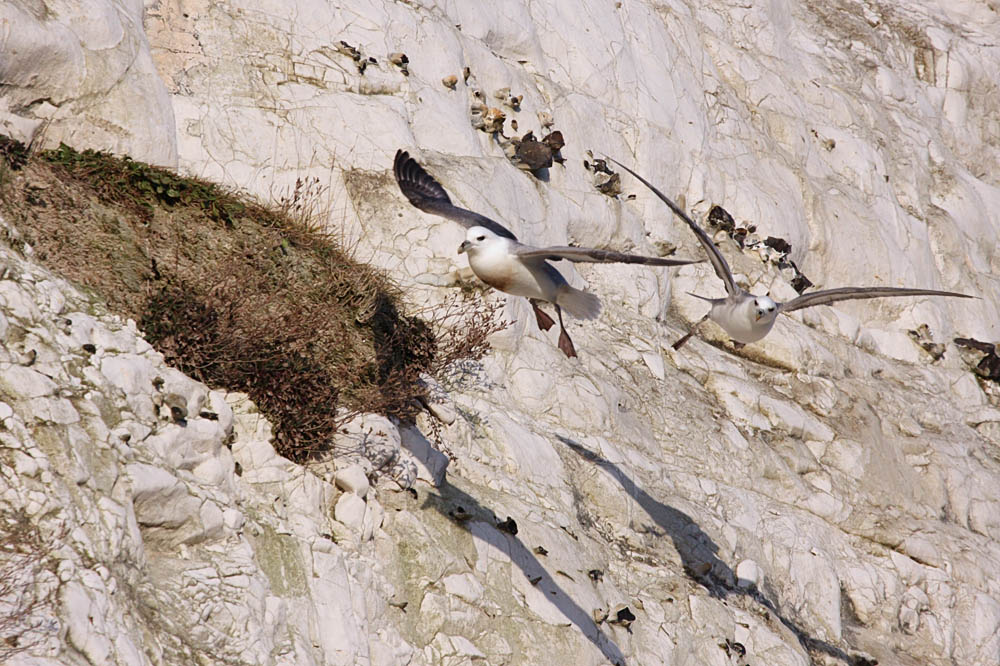 fulmar_2401090991.jpg