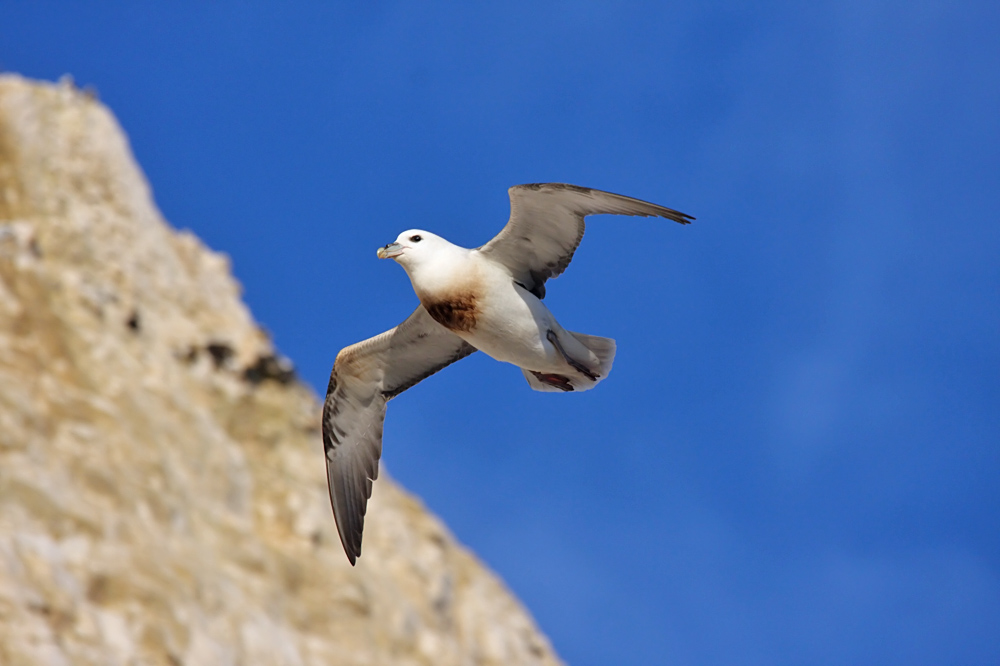 fulmar_2401090994.jpg