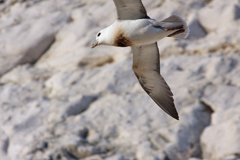 fulmar_2401091001.jpg