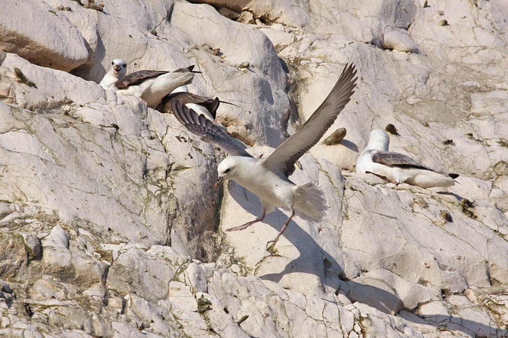 fulmar_2401091007.jpg