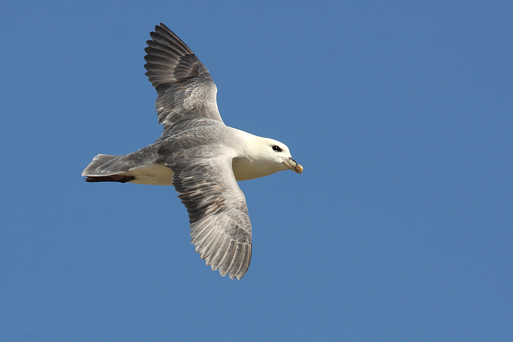 fulmar_2504091524.jpg