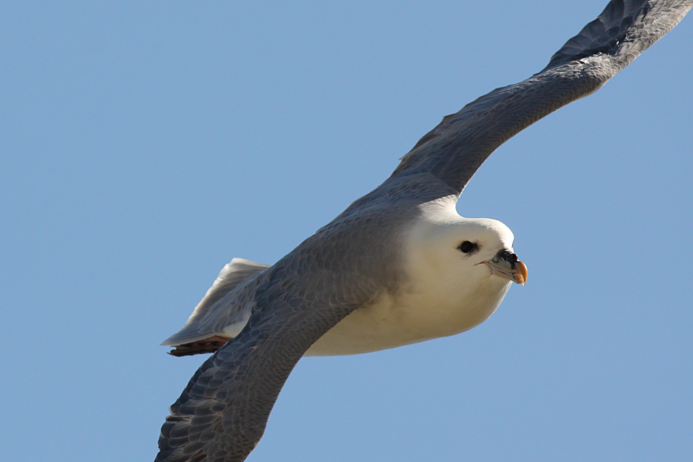 fulmar_2504091531.jpg