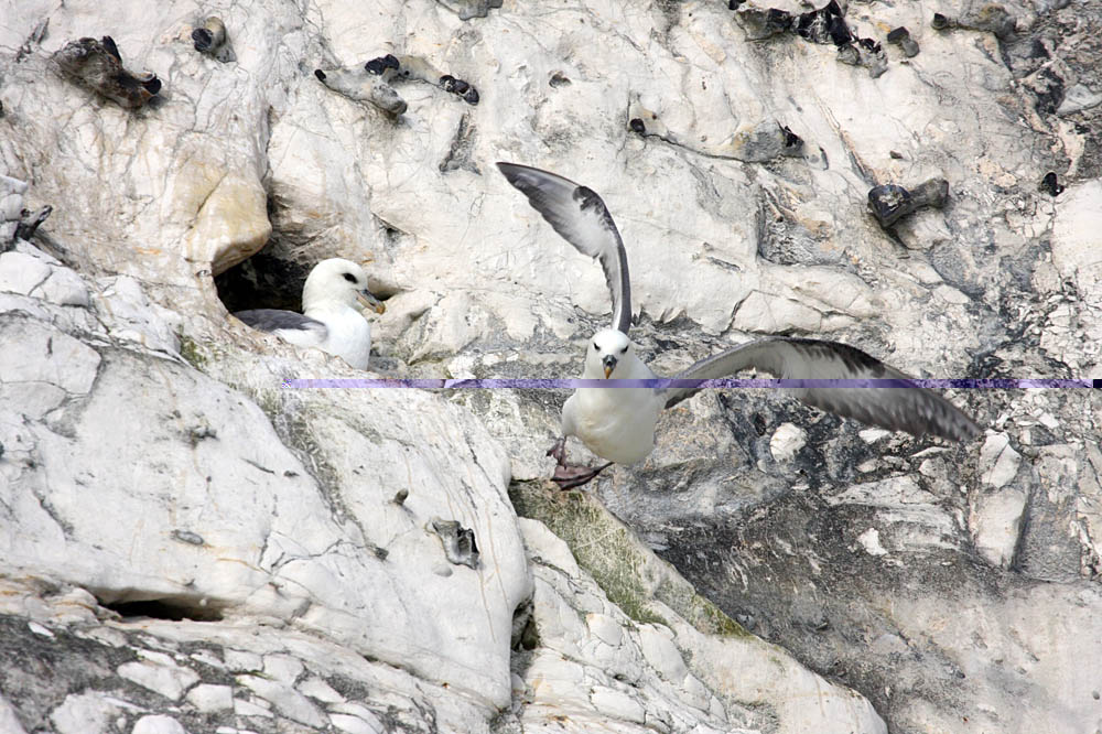fulmar_2802096696.jpg