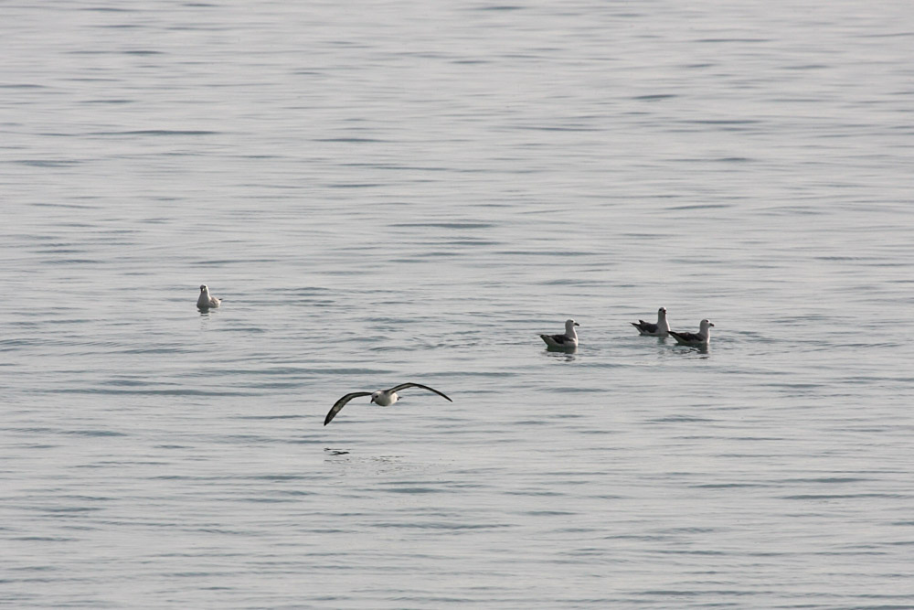 fulmar_2802096827.jpg