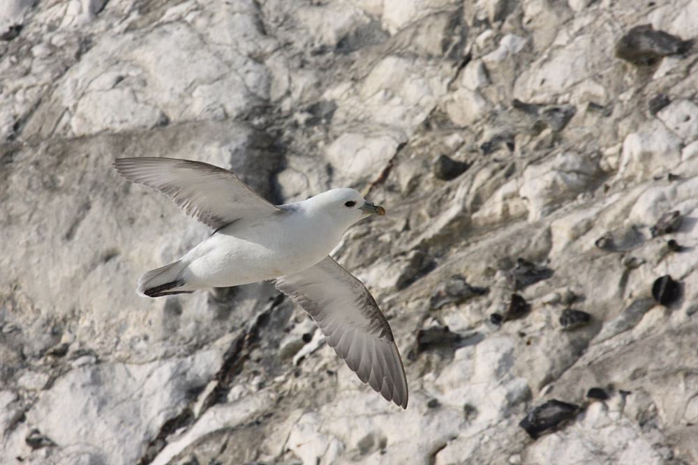 fulmar_2802096858.jpg
