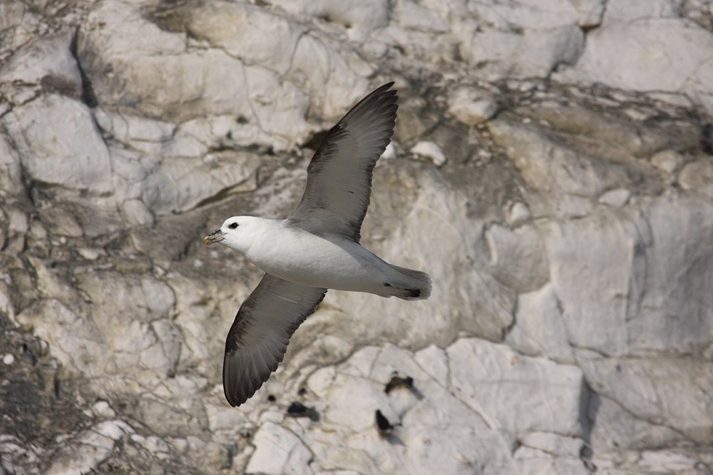 fulmar_2802096868.jpg