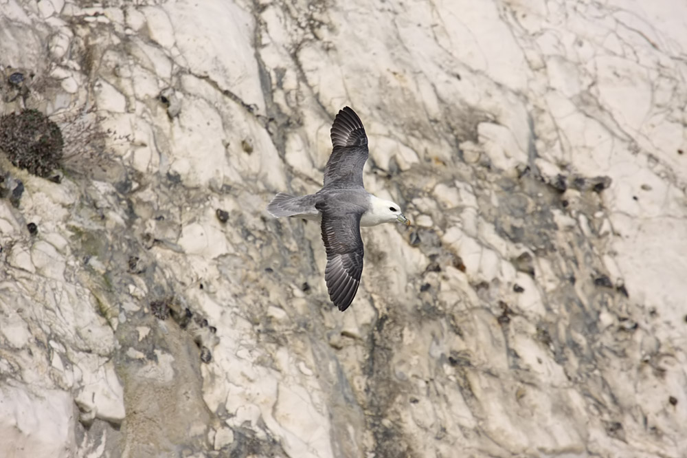 fulmar_2802096934.jpg