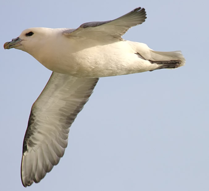 fulmar_2802096960.jpg