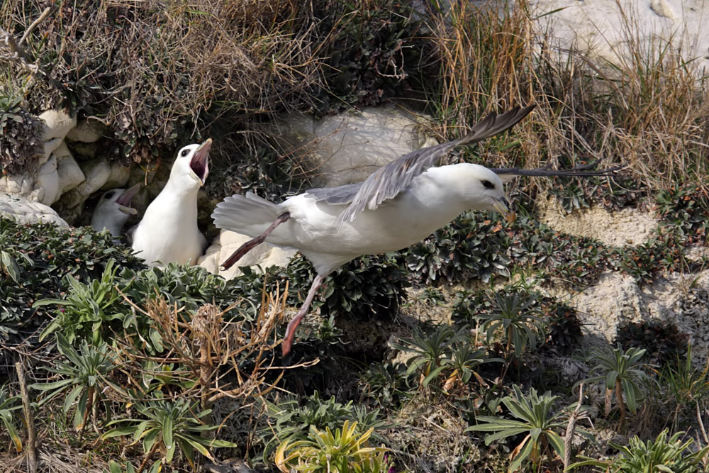fulmar_2802096987.jpg