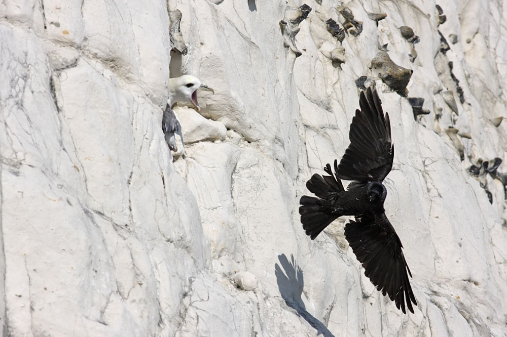 fulmar_jackdaw_1304095299.jpg