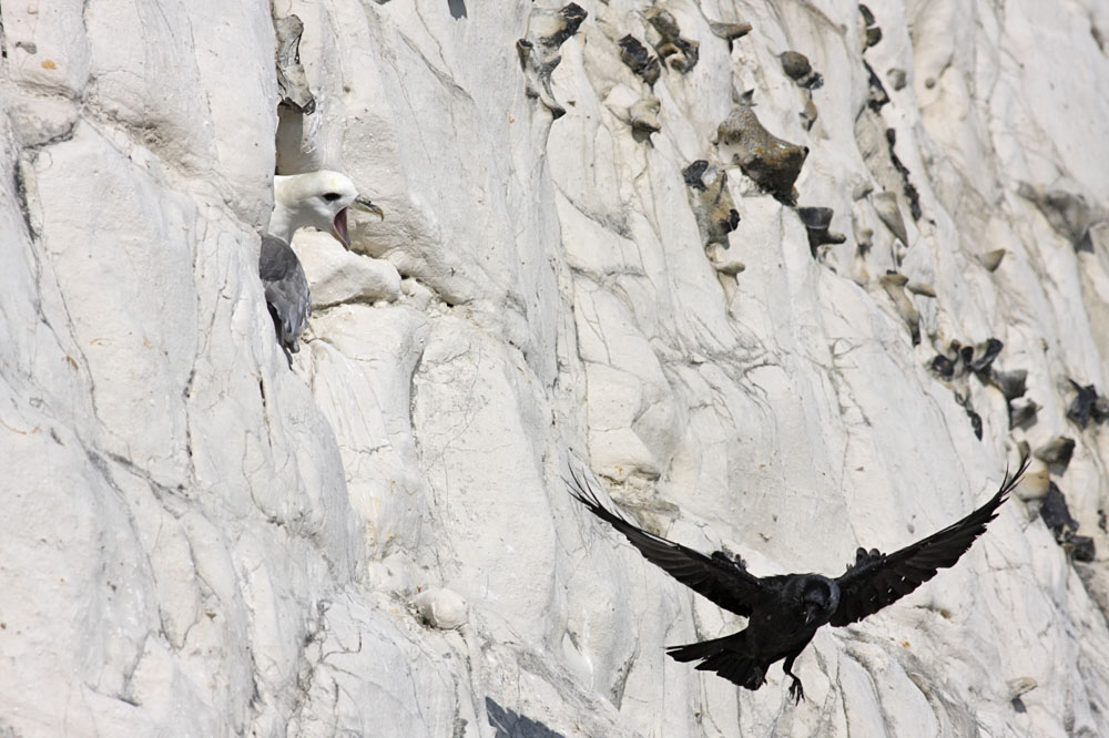 fulmar_jackdaw_1304095300.jpg