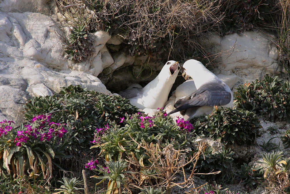 fulmars_2203091110.jpg