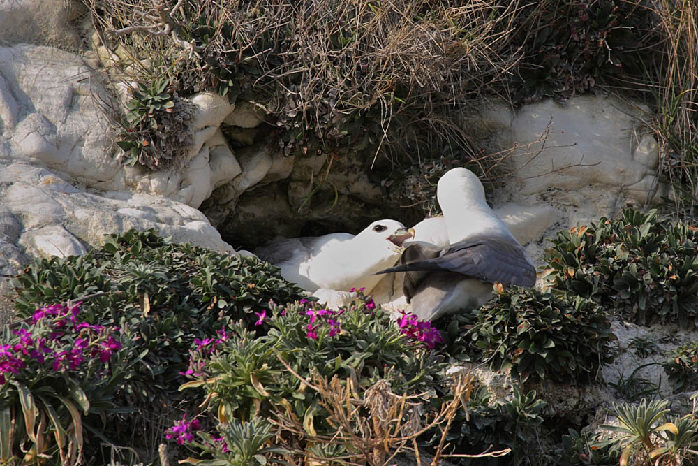 fulmars_2203091111.jpg