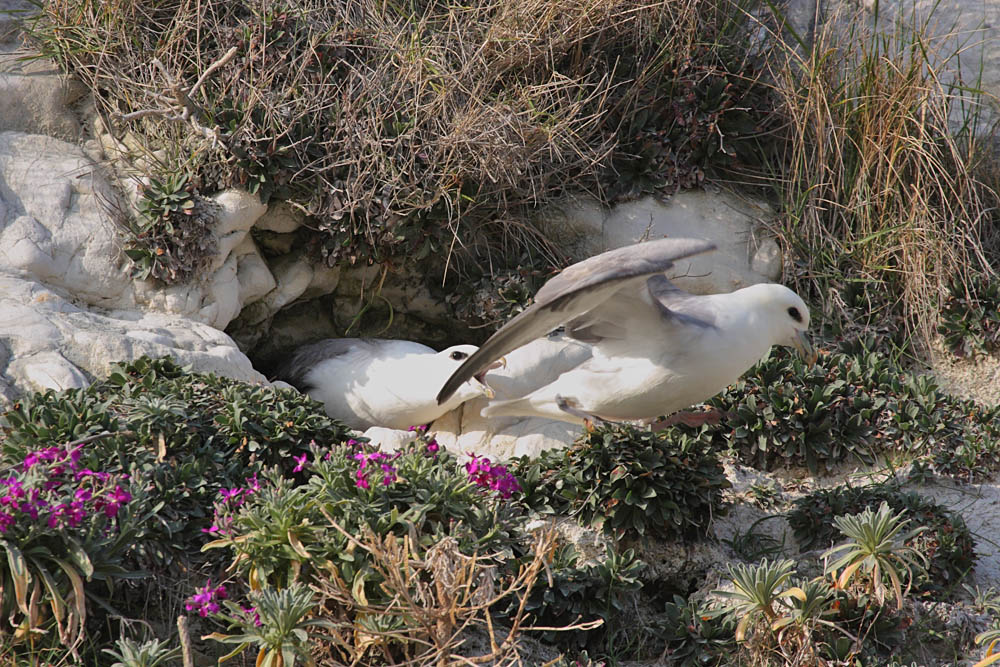 fulmars_2203091112.jpg
