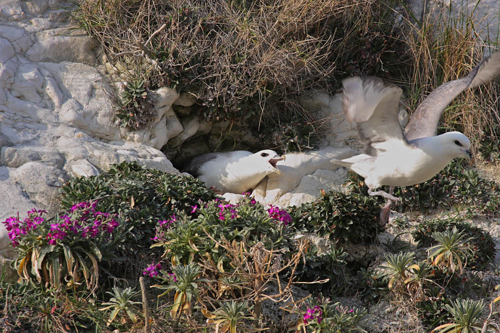 fulmars_2203091113.jpg