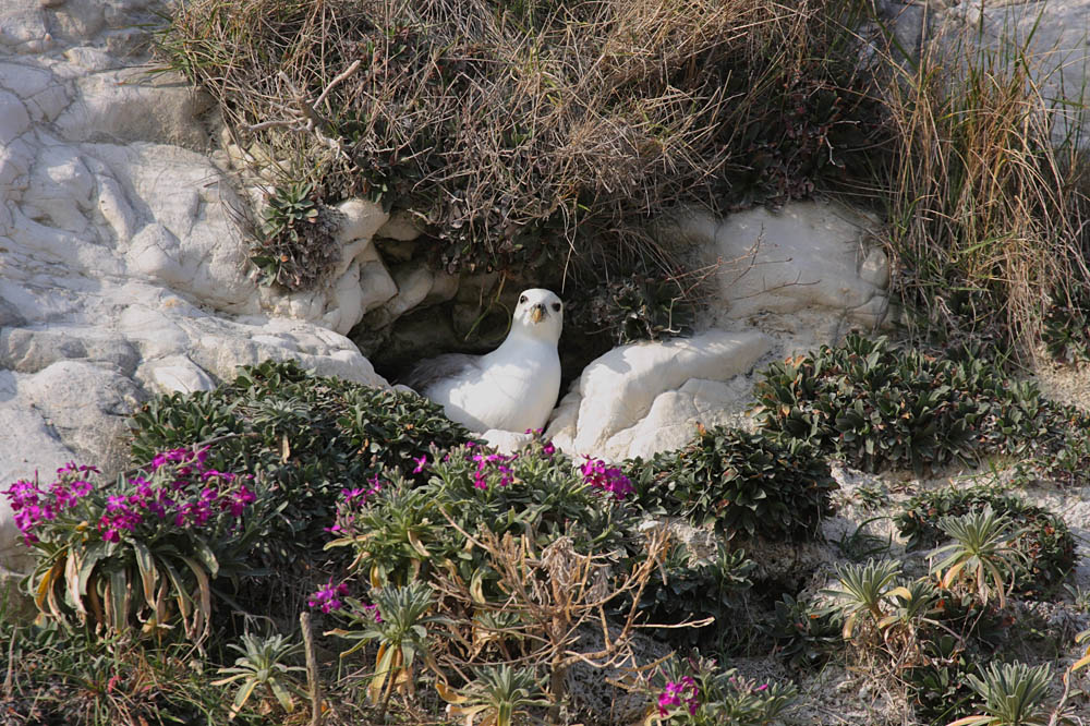 fulmars_2203091114.jpg