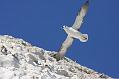 fulmar_0404092938