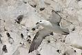 fulmar_0404093008
