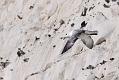 fulmar_0702093131