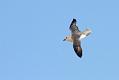 fulmar_0702093142