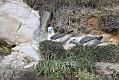 fulmar_0702093307