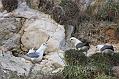 fulmar_0702093318