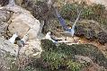 fulmar_0702093328