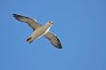 fulmar_0702093448