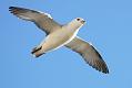 fulmar_0702093449