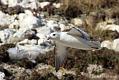 fulmar_0702093474