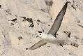 fulmar_1801090075