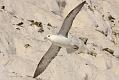 fulmar_1801090076