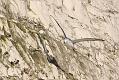 fulmar_1801090092