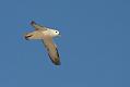 fulmar_1801090095