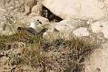 fulmar_1801090120